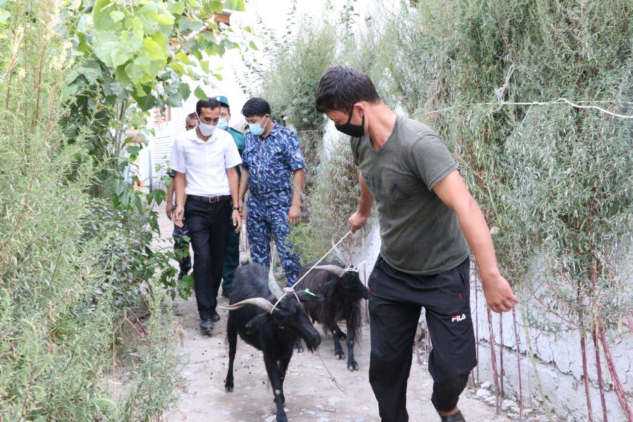 Izboskan tumani 3-sektorida “Temir daftar”ga  kiritilgan fuqarolarga   naslli echkilar tar…