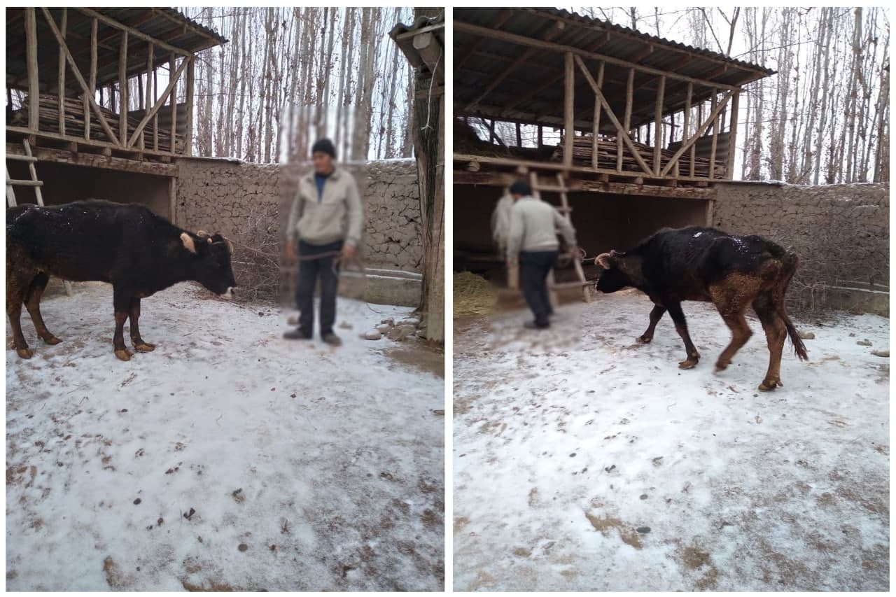 Paxtaobod tumani IIB jinoyat qidiruv bo‘linmasi xodimlari tomonidan qoramol o‘g‘risi fosh …